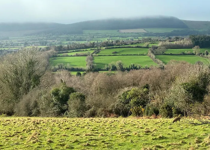 Tranquil Tigin - Your Little In Nyaraló Wicklow